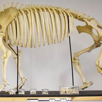 Notre tapir : son histoire refait surface