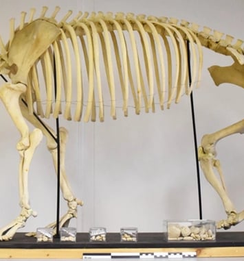 Notre tapir : son histoire refait surface