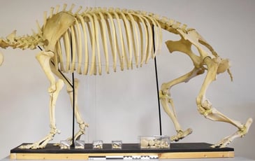 Notre tapir : son histoire refait surface